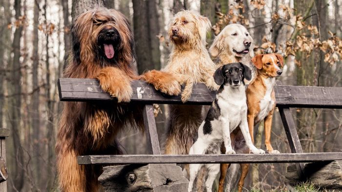 Domestikasi Bikin Anjing Kesulitan Mengespresikan Emosi