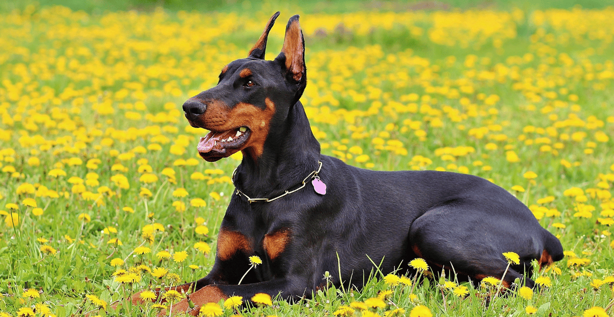 Fakta Menarik Anjing Doberman Yang Sangat Menggemaskan