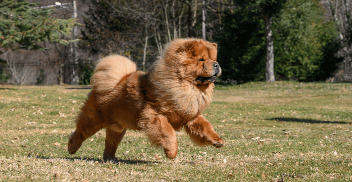 Hal Menarik Anjing Chow Chow Yang Memiliki Bulu Lebat