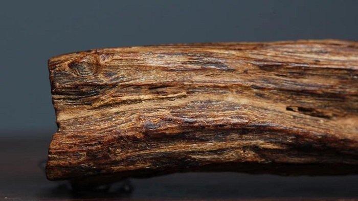 Kayu Gaharu Yang Juga Di Kenal Sebagai Agarwood