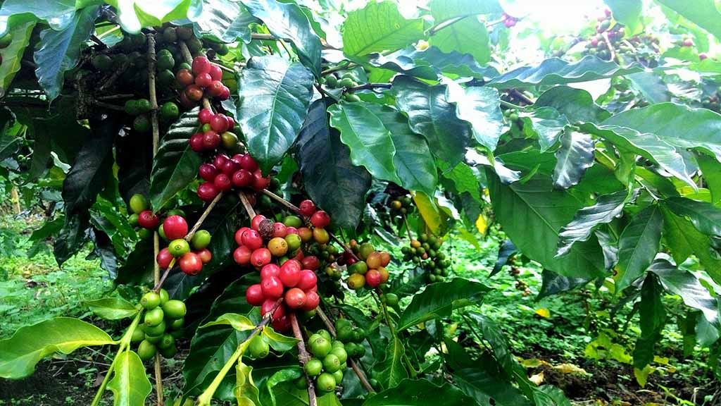 Mengunjungi Perkebunan Kopi Terbaik Di Indonesia