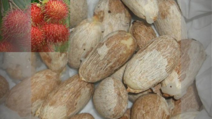 Pemanfaatan Biji Rambutan Potensi Manfaat Dan Inovasi