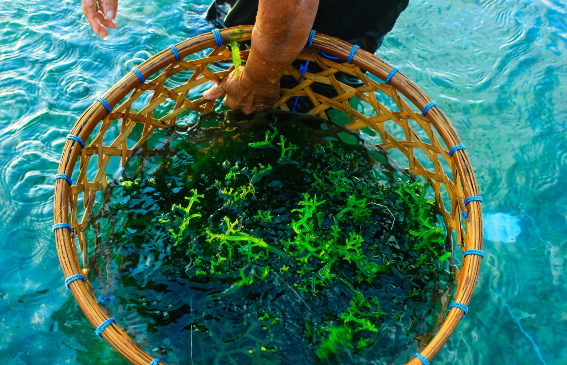 4 Potensi Bisnis Menjajikan Di Kawasan Pesisir Pantai