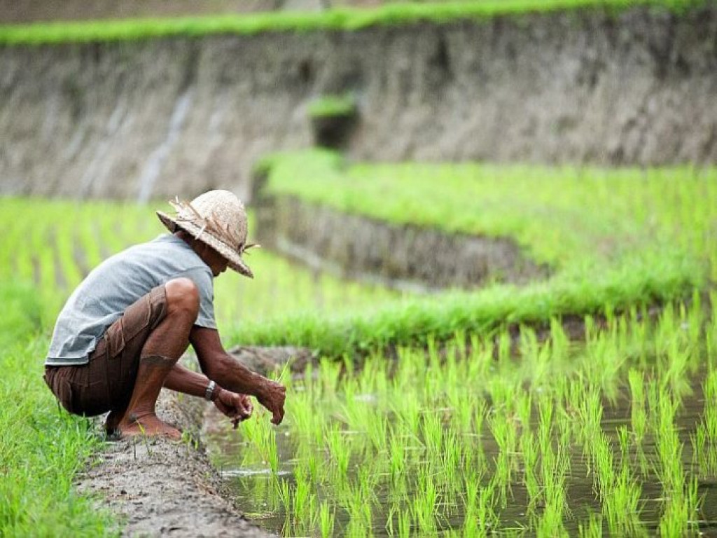 Peluang Tinggi Bisnis Usaha Pertanian Di Pedesaan