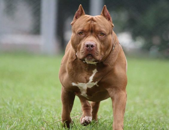 Ketahui Asal Usul Dan Fakta Menarik Anjing Pitbull!