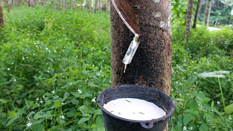 Hevea Brasiliensis Tanaman Dari Hutan Amazon