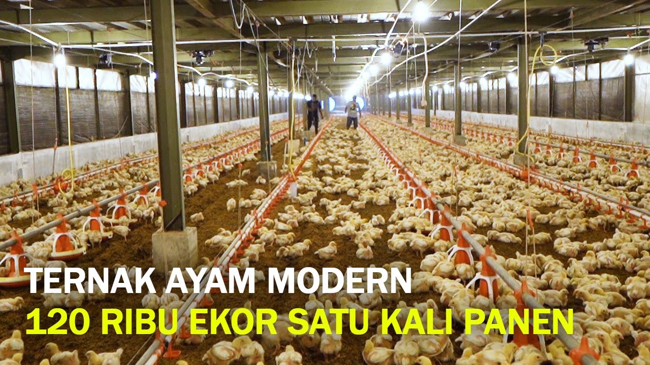 Bisnis Ternak Ayam Broiler Modern Miliki Keuntungan Yang Bagus