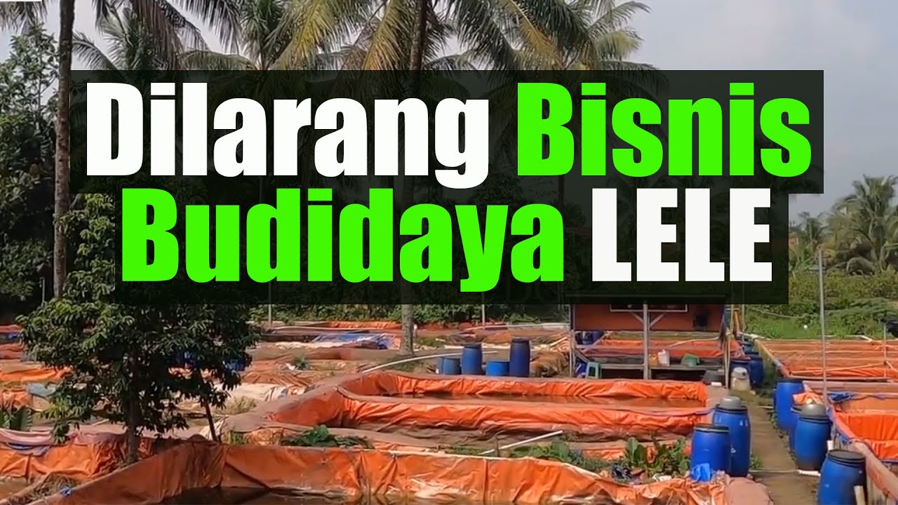 Budidaya Lele