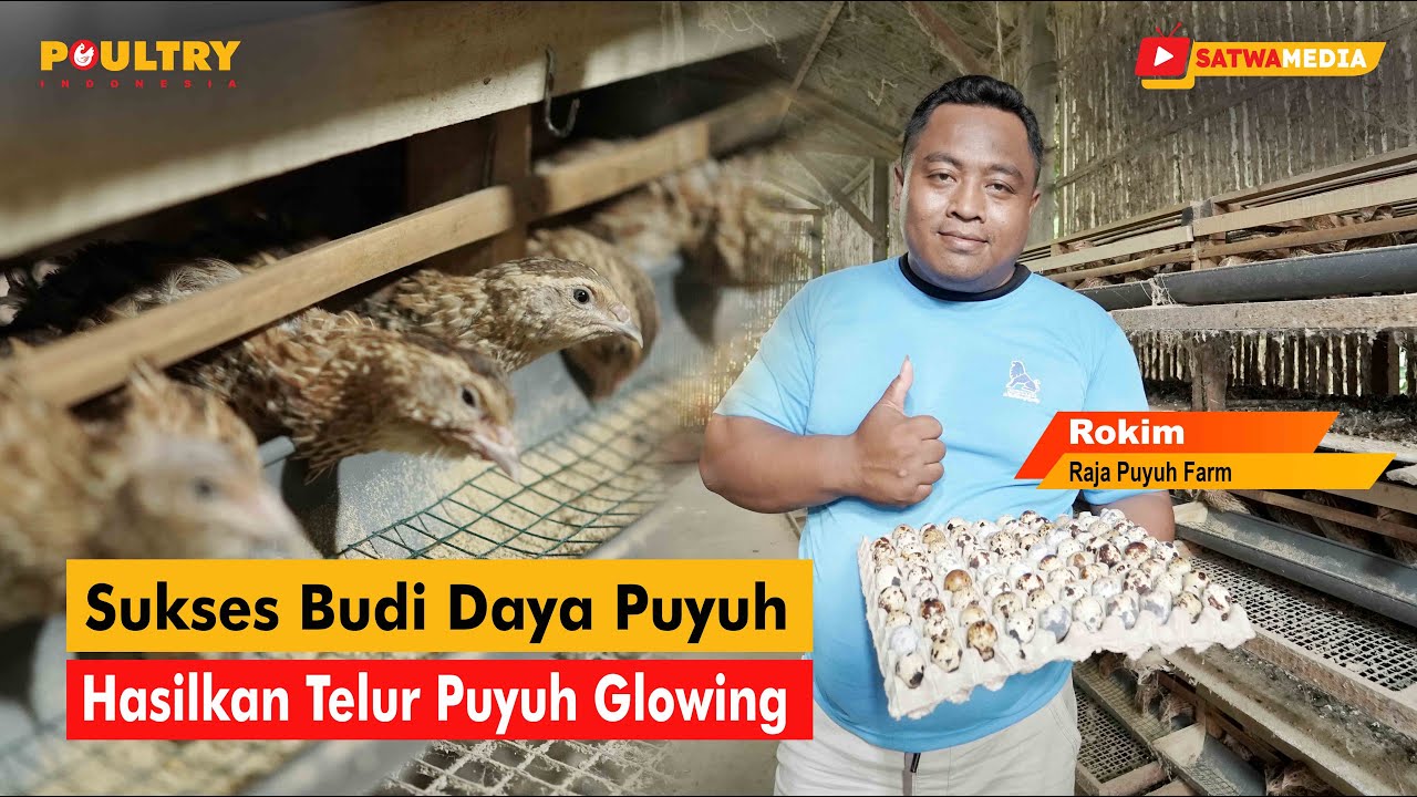 Bisnis Telur Puyuh Bisa Jadi Alternatif Penghasil Rezeki Untukmu