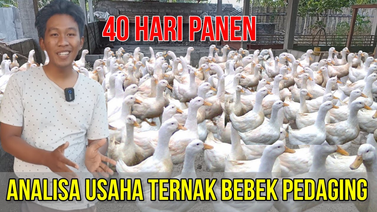 Bisnis Ternak Bebek Bisa Dipanen Lebih Kurang Selama 40 Hari