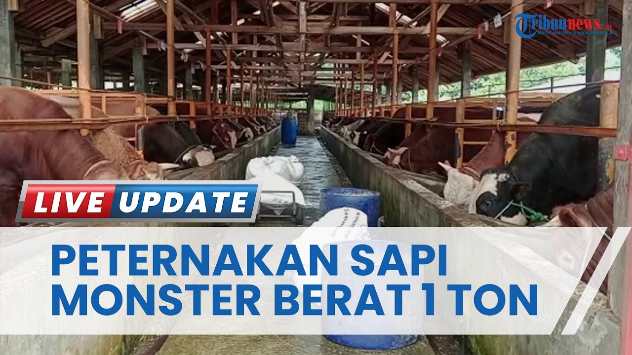 Peternak Sapi Mampu Berdampak Besar Pada Perekonomian