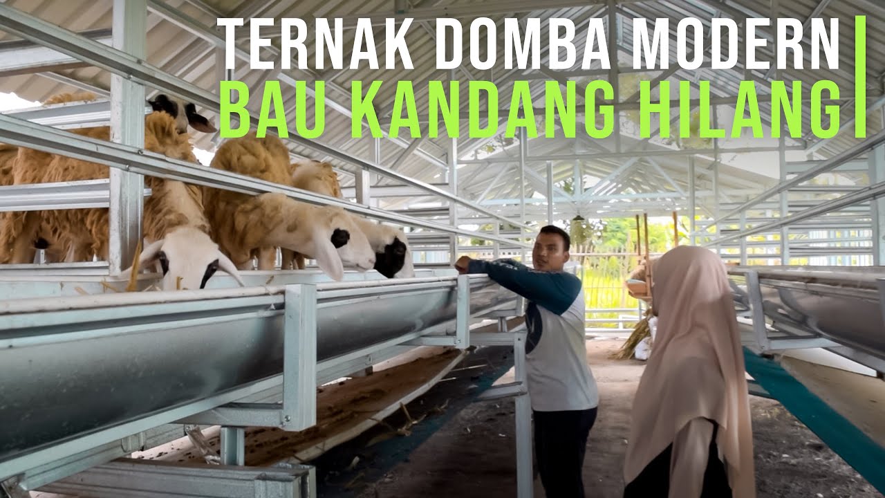 Ternak Kambing Bisa Kamu Lakukan Untuk Penghasil Cuan Kamu