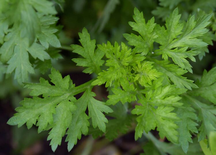 Bisnis Tanaman Mugwort Untuk Kesehatan