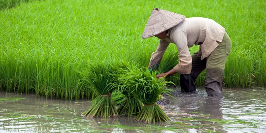 Potensi Produktivitas Petani Di Daerah