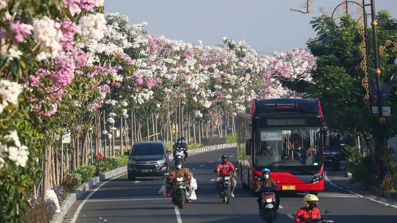 Pohon Tabebuya Dengan Filosofinya Yang Mampu Memikat Hati