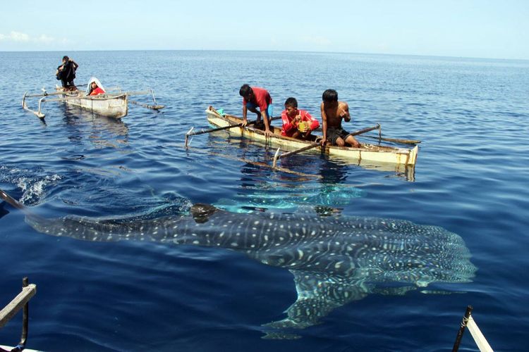 Wisata Whale Shark Gorontalo Yang Mengagumkan