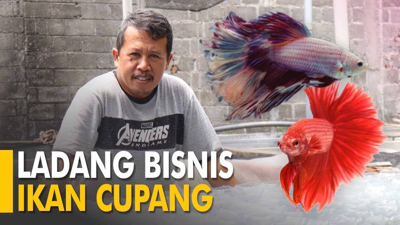 Ikan Cupang