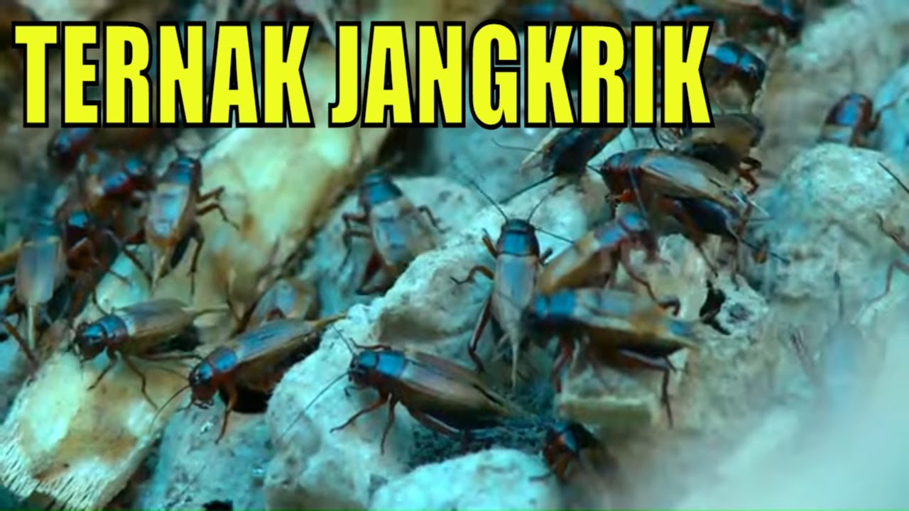 Ternak Jangkrik