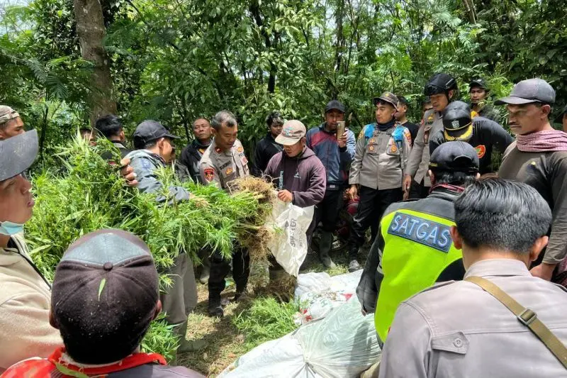 Penemuan Ladang Ganja Di Lereng Gunung Semeru