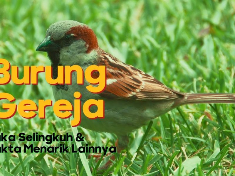Fakta Unik Burung Gereja