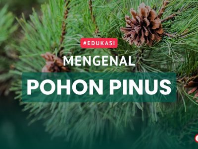 Manfaat Pohon Pinus
