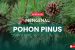 Manfaat Pohon Pinus