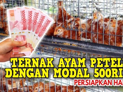 Usaha Ayam Petelur Bisa Untung Banyak Dalam Waktu Singkat