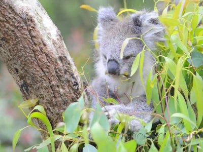 Makanan Utama Koala Daun Ekaliptus Memiliki Serat Yang Tinggi