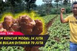 Prospek Pasar Kencur Menjanjikan