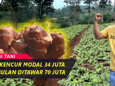 Prospek Pasar Kencur Menjanjikan