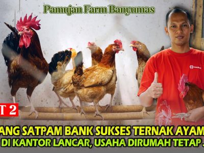 Bisnis Ternak Ayam Elba