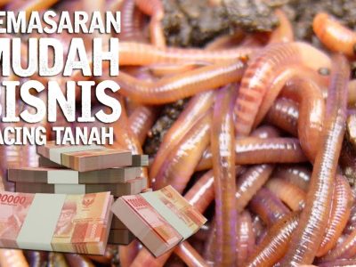 Ide Bisnis Cacing Tali