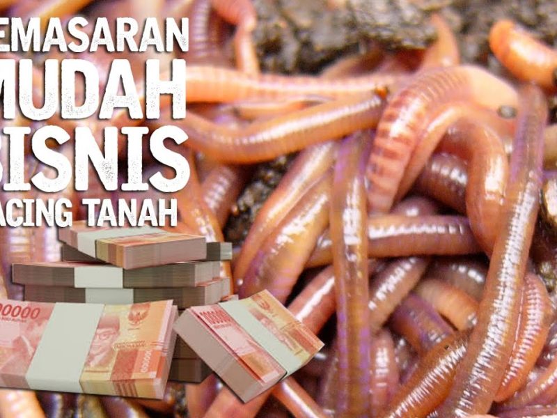 Ide Bisnis Cacing Tali
