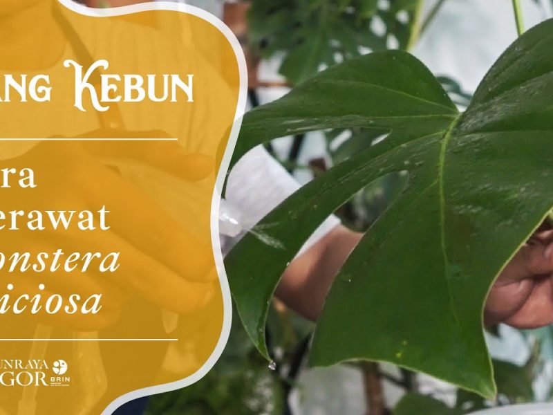 Cara Merawat Monstera