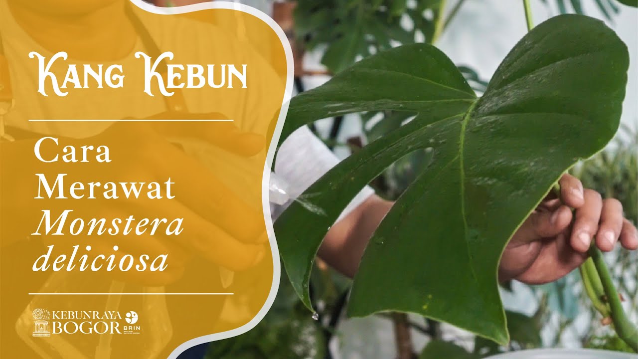 Cara Merawat Monstera Delicios Agar Eksotis Dan Menawan