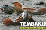 Keunikan Ikan Tembakul