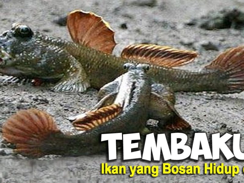 Keunikan Ikan Tembakul