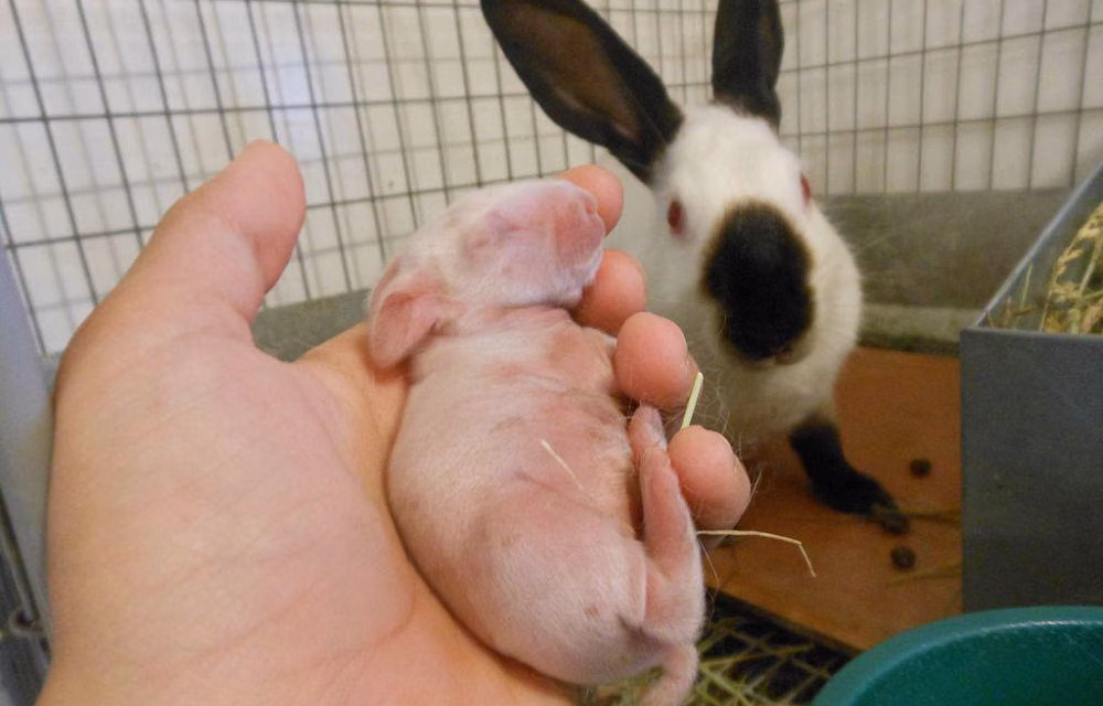 Fakta Menarik Kelinci Himalaya Yang Banyak Diminati