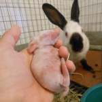 Fakta Menarik Kelinci Himalaya Yang Banyak Diminati