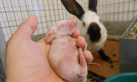 Fakta Menarik Kelinci Himalaya Yang Banyak Diminati