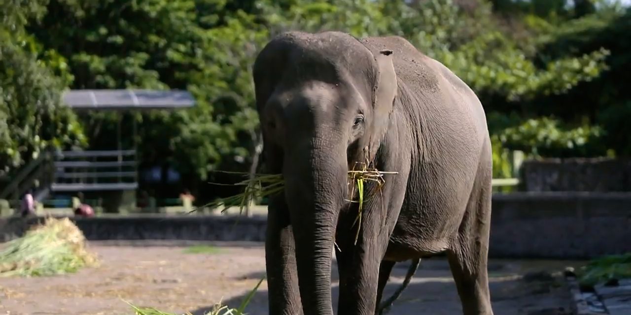 Hewan Gajah Jadi Peran Penting Dalam Hutan Tropis Indonesia
