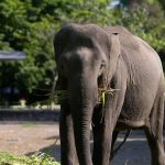 Hewan Gajah Jadi Peran Penting Dalam Hutan Tropis Indonesia