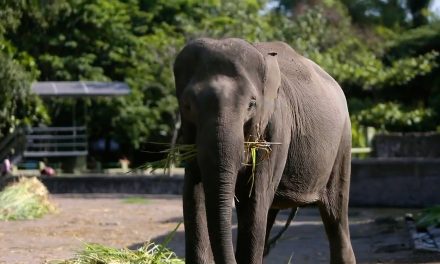 Hewan Gajah Jadi Peran Penting Dalam Hutan Tropis Indonesia