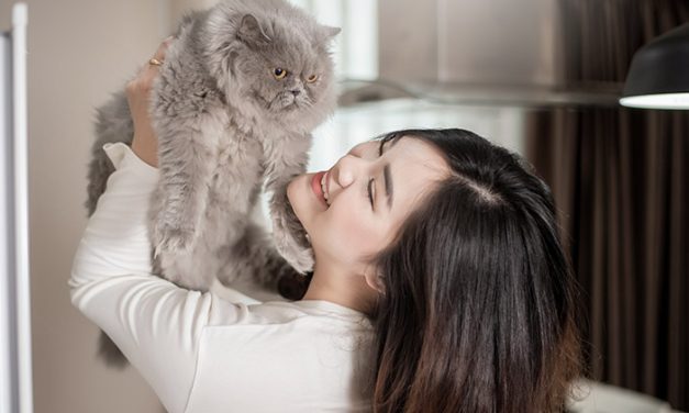 Memelihara Kucing Punya Manfaat Katanya Bisa Mengurangi Stres