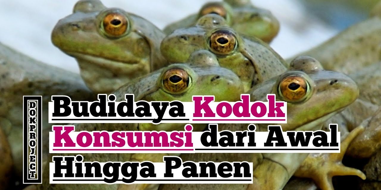 Bisnis Ternak Bullfrog Ternyata Memiliki Nilai Ekonomi Yang Tinggi