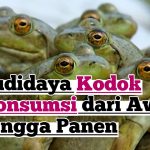 Bisnis Ternak Bullfrog Ternyata Memiliki Nilai Ekonomi Yang Tinggi