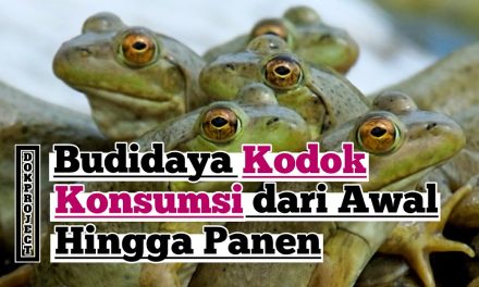 Bisnis Ternak Bullfrog Ternyata Memiliki Nilai Ekonomi Yang Tinggi