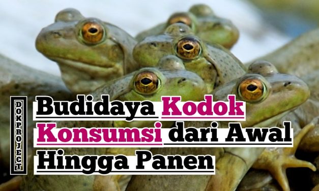Bisnis Ternak Bullfrog Ternyata Memiliki Nilai Ekonomi Yang Tinggi