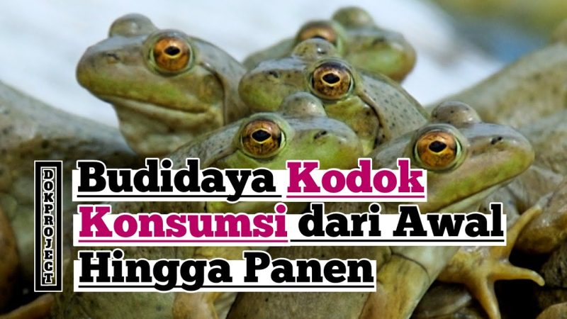Bisnis Ternak Bullfrog