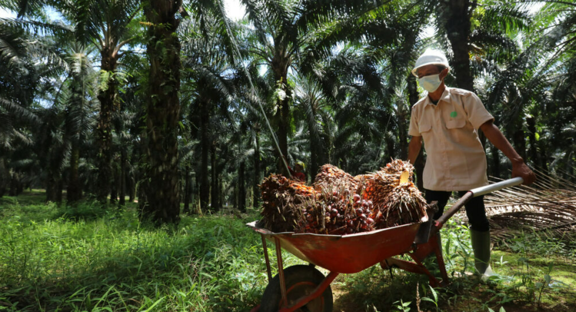 Petani Sawit Minta Program B50 Dikaji Ulang, Khawatir Harga TBS Tertekan
